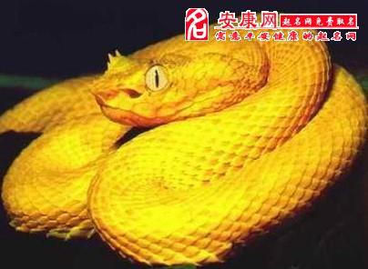 梦里梦到了蛇好大的蛇_梦见很大的蛇_大蛇梦到