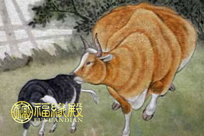 属虎属龙的合不合得来_属虎和龙合得来吗_属龙跟属虎的合得来吗