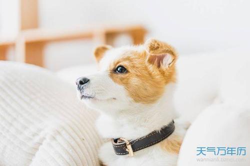 属兔八字相合_男鼠女兔合婚八字_八字鼠兔合婚男女配对
