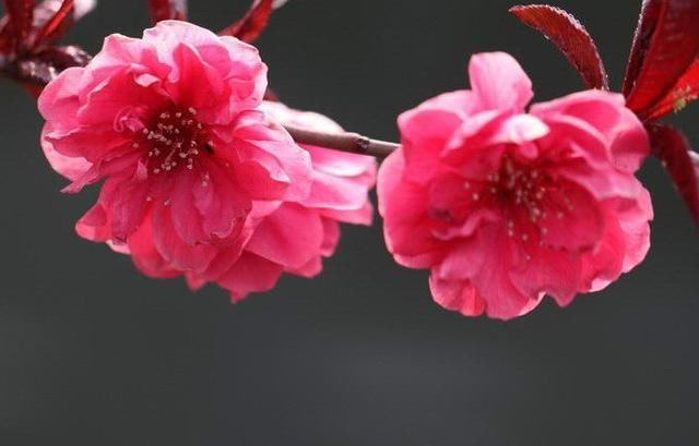 周易生辰八字合婚免费_周易八字生辰合婚什么意思_周易生辰八字合婚