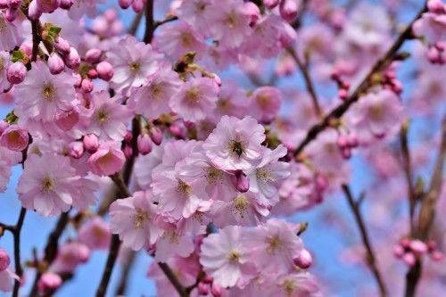 桃花女是什么意思_桃花女的意思_什么叫桃花女