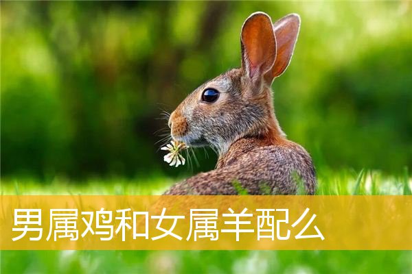 属相婚配猪女_猪婚女配最佳属相_95年属猪女最佳婚配表