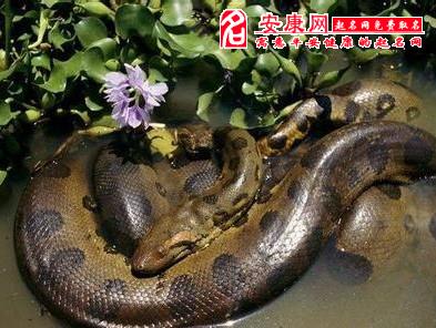 梦见蛇追到跑_蛇意思追跑梦见是什么意思_梦见自己被蛇追着跑是什么意思