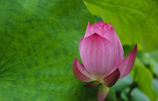 生肖龙幸运花_属龙的幸运花和旺财花_属龙幸运花草