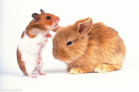 鼠兔怀孕多久可以生_属兔生宝宝_属鼠怀了兔宝宝怎么办