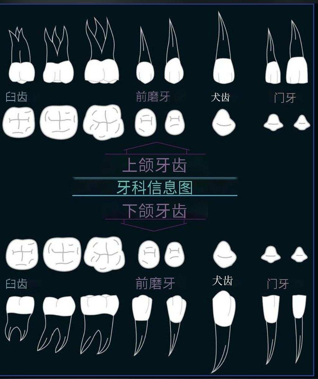牙齿相术大全图解_牙齿相术大全图解门牙有缝_牙齿相术