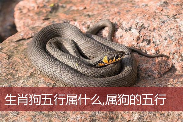 属猪水瓶座幸运石_属猪水瓶座的幸运数字是几_属猪水瓶座的幸运数字
