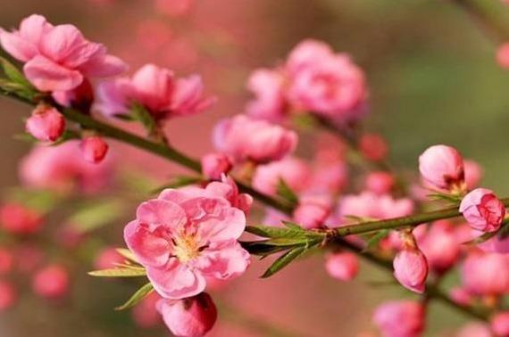 八字桃花看年还是看日_八字桃花年会遇到什么_八字怎么看哪年有桃花