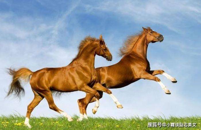帐代表什么动物_帐中肖是什么生肖_帐指什么生肖