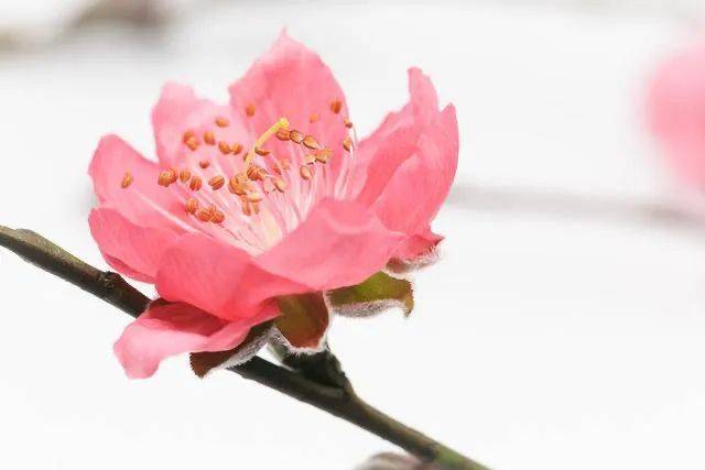 烂桃花运是什么意思_烂桃花是什么意思花运_何为烂桃花运