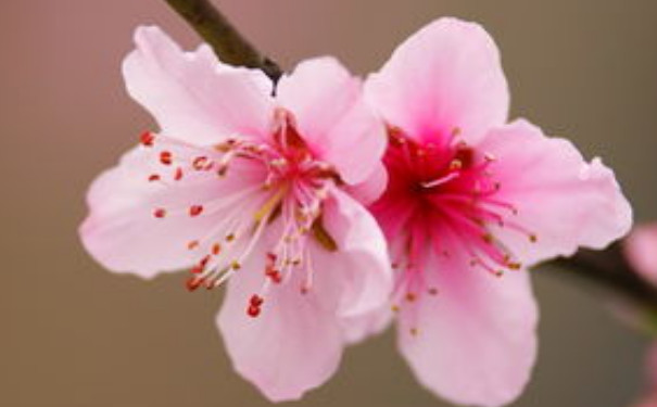 八字怎么看哪年有桃花_八字桃花看年还是看日_八字桃花年怎么看