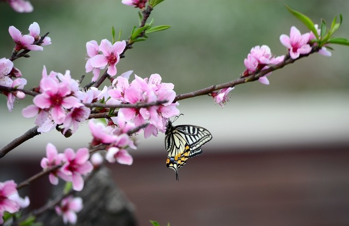八字桃花看年还是看日_八字桃花年怎么看_八字怎么看哪年有桃花