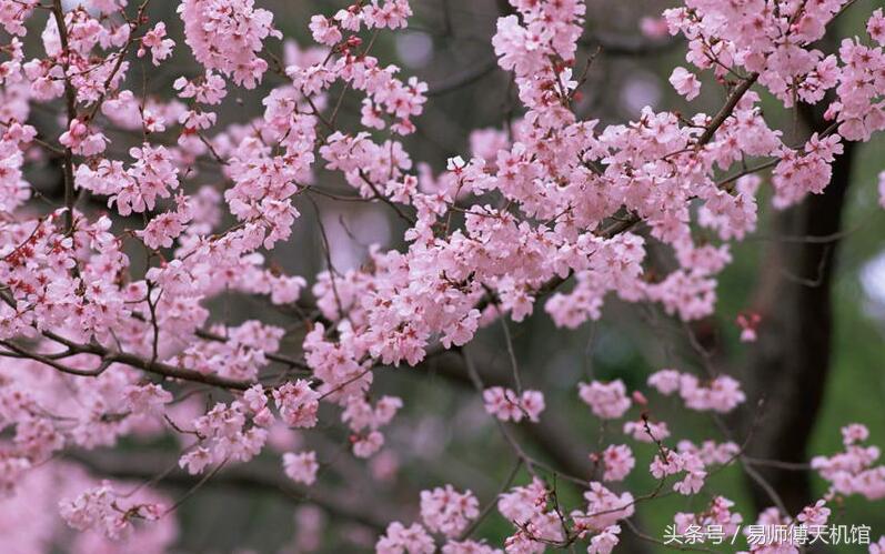 烂桃花运是什么意思_烂桃花运指什么_烂桃花是什么意思花运