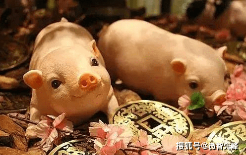 属猪财运最好的年份_属猪人哪年财运好_生肖猪财运最好年份