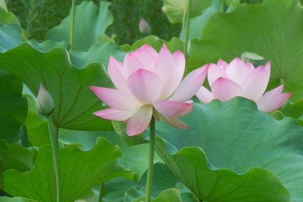 佛弟子梦见莲花_我梦见莲花什么意思_梦见莲花