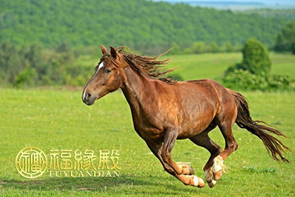 诸葛八字合婚_诸葛八字算命免费算命_诸葛八字合婚APP