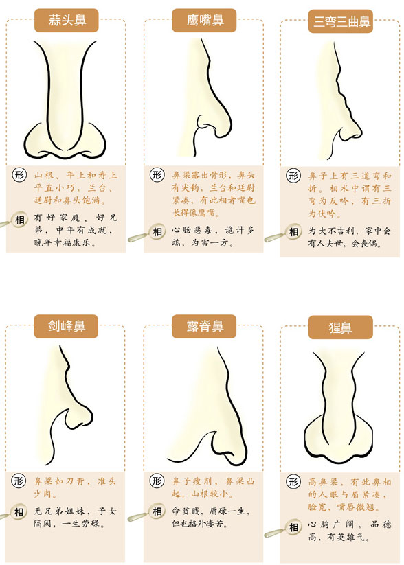 看相蒜头鼻_蒜头鼻相学_蒜头鼻相术