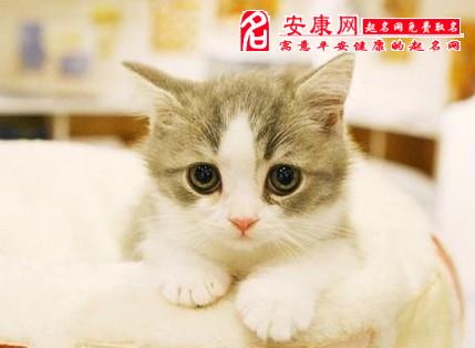 梦到猫女人_女人梦见猫是好事还是坏事_男人梦见猫女是什么预兆