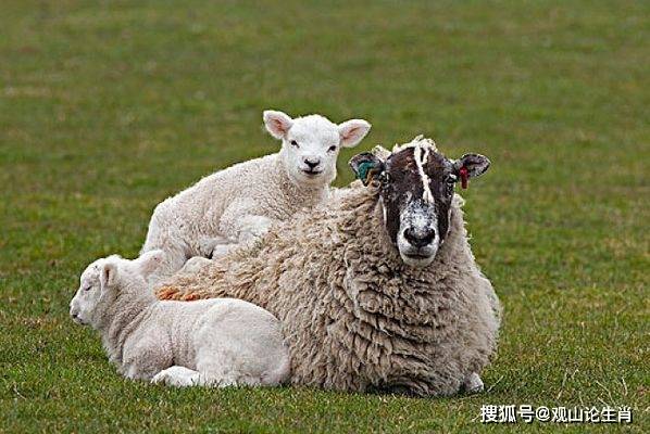 属兔的女人命苦_属兔的女人命好不好_属兔的女人命为啥不好