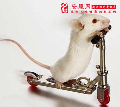 梦见成群的老鼠满地跑_满地老鼠成群跑梦见蛇_满地老鼠成群跑梦见什么意思