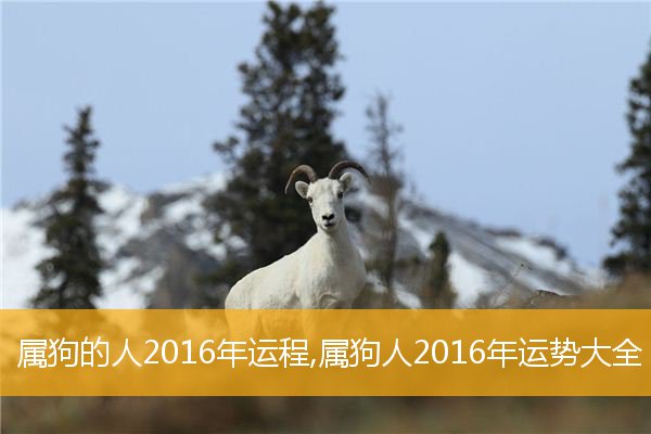 属狗的2023运势_2023年属狗女感情运势_2022年属狗女人感情运
