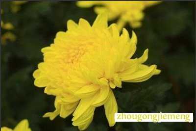 菊花梦见菊花_梦见菊花_梦见菊花梦林玄解