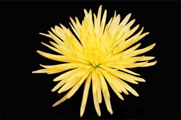 梦见菊花梦林玄解_梦见菊花_菊花梦见菊花