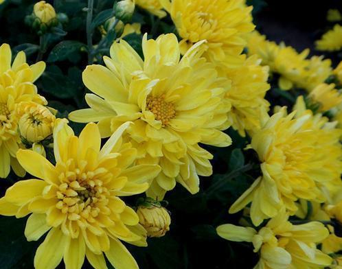梦见菊花梦林玄解_菊花梦见菊花_梦见菊花