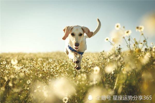属狗女婚姻状况_94年属狗女何时有姻缘_属狗女人一生婚姻
