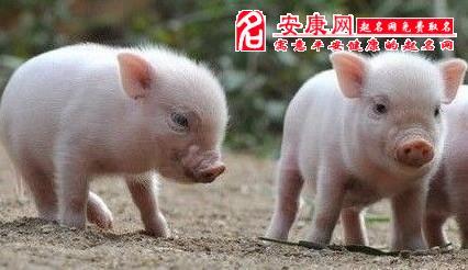 晚上做梦梦到黑马_梦见黑马_梦见黑马是胎梦吗