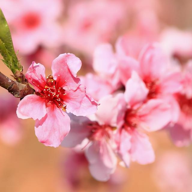 算命的说桃花旺_算命说桃花旺是什么意思_桃花旺是什么意思