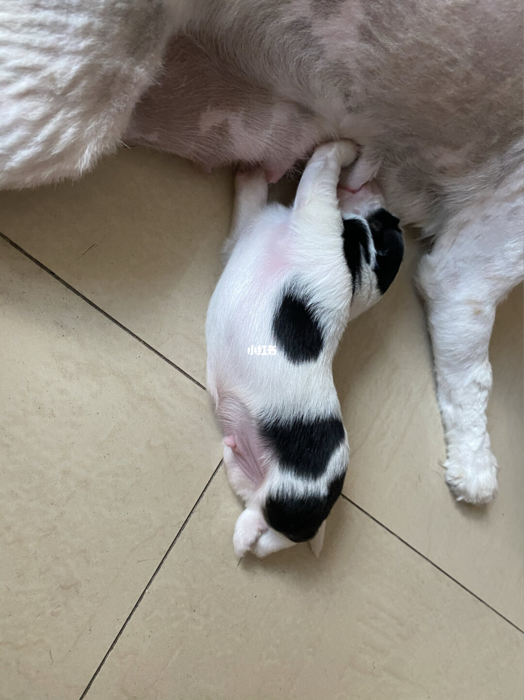 生肖狗与猪八字是否合适_猪狗合婚么_男属猪女属狗八字合吗