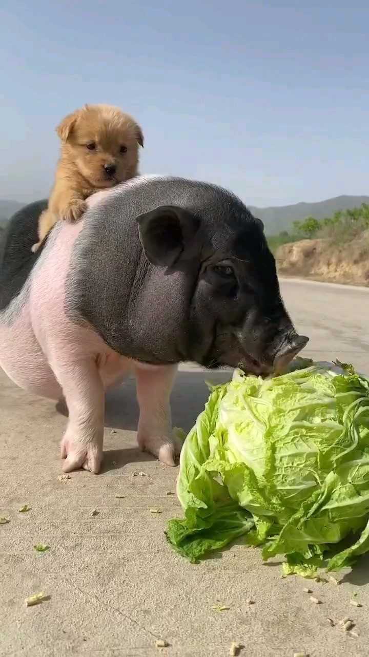 男属猪女属狗八字合吗_猪狗合婚么_生肖狗与猪八字是否合适