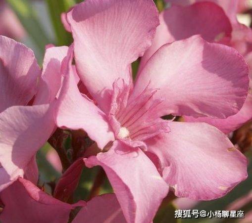 属相2023_2023年运势最好的属相_2023年运程十二生肖运程属