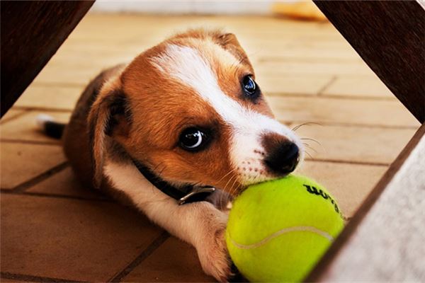 马犬母狗取名_小母狗 取名_母小狗取名字