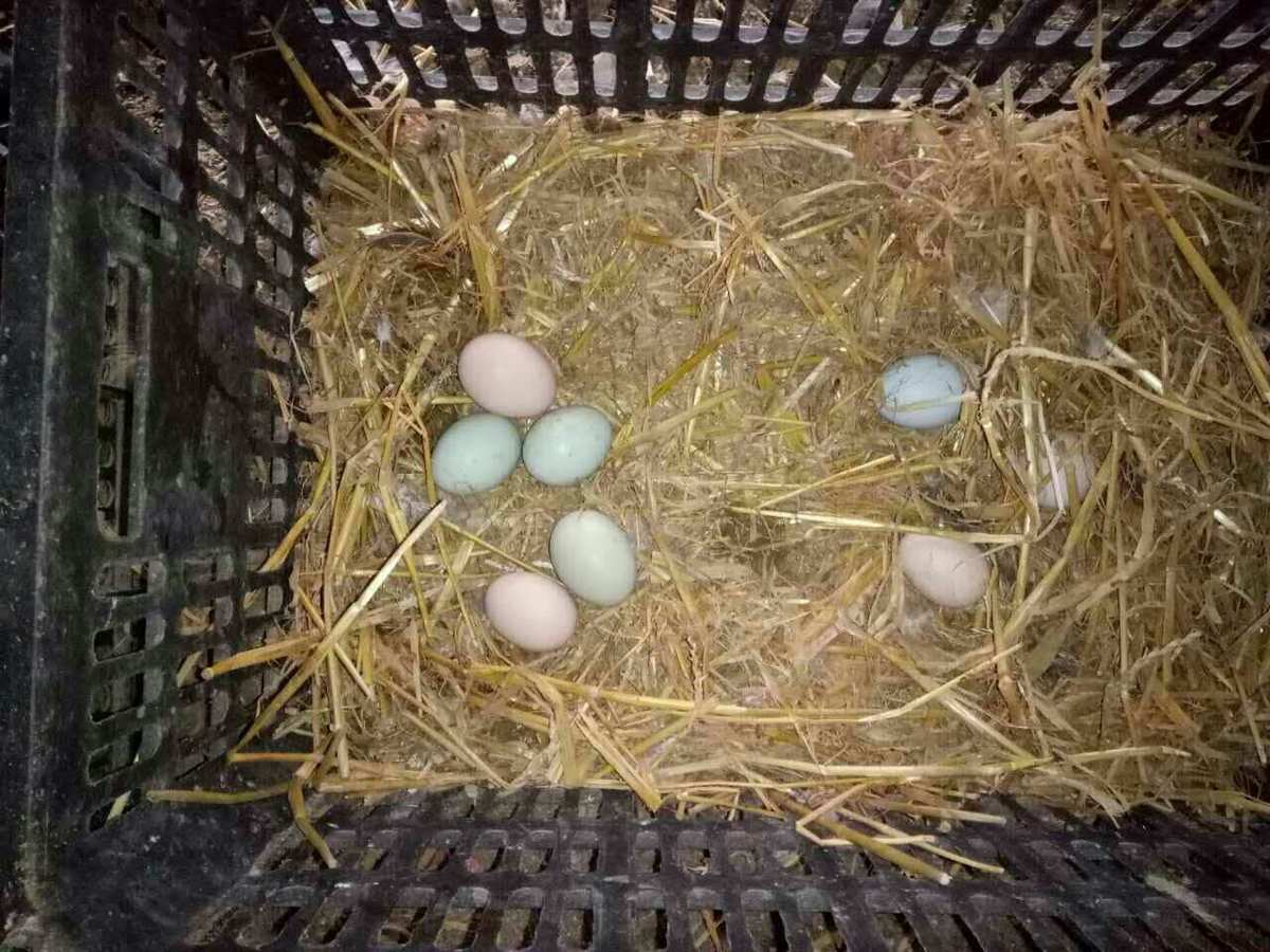 梦见买鸡蛋鸡蛋破了_梦见买鸡蛋鸡蛋破了又退给人家_梦到去买鸡蛋时鸡蛋都破了