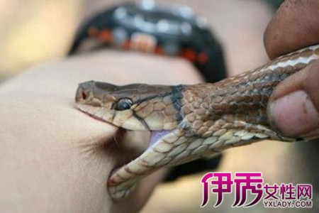 梦见无头蛇咬我_蛇咬梦见无头蛇咬自己_梦见蛇咬头不放