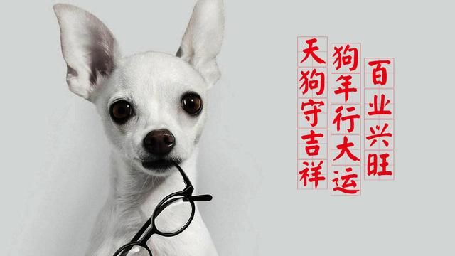 82年属狗女性婚配_属相婚配女狗_女生肖狗最佳婚配