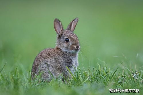 属相兔男和什么配最佳_属兔最佳婚配男_男属兔的属相婚配表