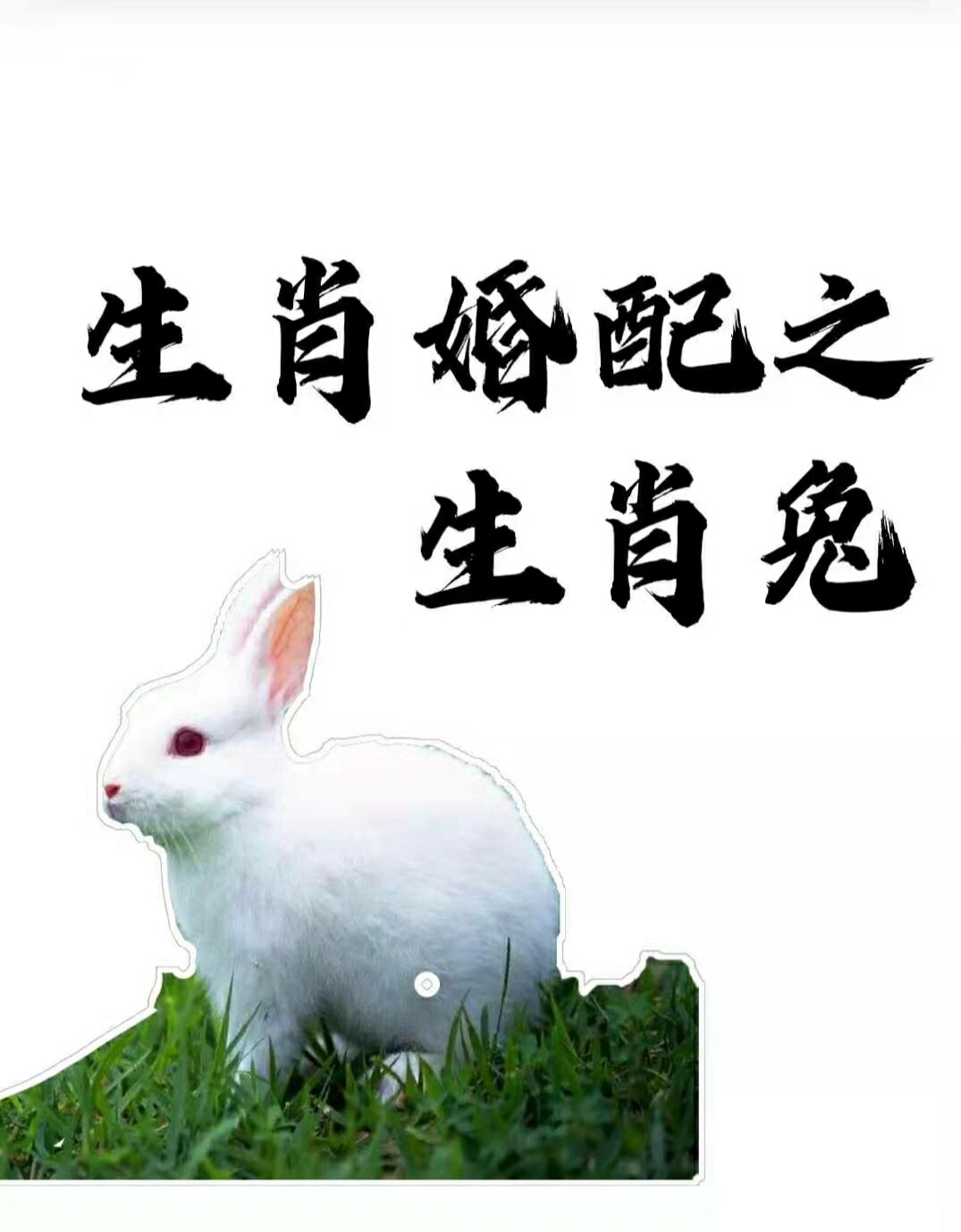 男属兔的属相婚配表_属兔的男婚配表大全集_兔属相男和什么属相最配