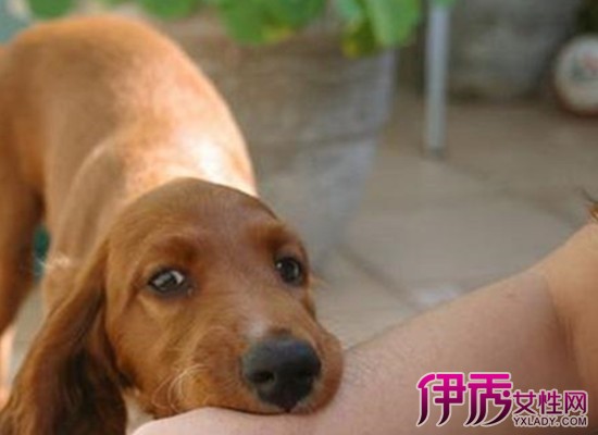 梦到蟒蛇追自己孩子_梦见大蟒蛇把我孩子咬了啥征兆_周公解梦梦见大蟒蛇追我和孩子