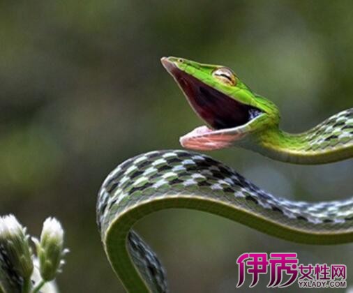 梦见蛇吃食蛇预示_梦见蛇吃食物昨回事_梦见吃蛇