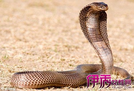 属蛇的梦见吃蛇_梦见蛇吃食蛇预示_梦见吃蛇