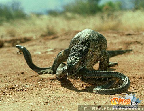 梦到蛇吃_梦见吃蛇_梦见蛇吃食物昨回事