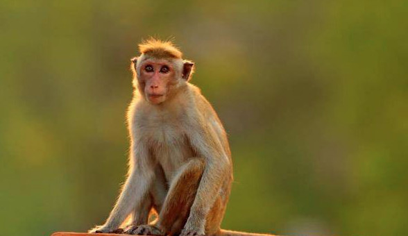 2023年属相猴每月运势_属猴2023年每月运程_猴在2022年运每月运势