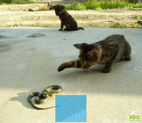 怀孕梦见狗吃肉_孕妇梦见狗吃猪肉_孕妇梦到狗吃猪肉
