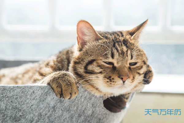 梦见猫抓鸡周公解梦_梦见公鸡和猫_梦见猫鸡什么意思