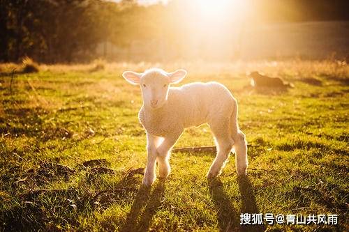 属羊人运程每月运程_属羊运程解析_属羊人运程