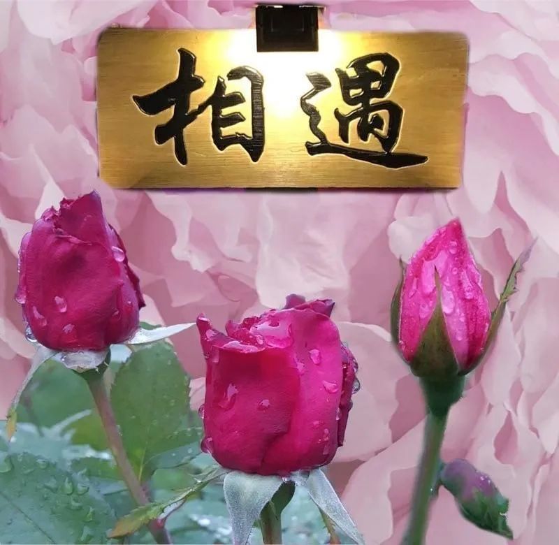 缘分天使英文翻译_缘分天使英文怎么读_缘分天使英文