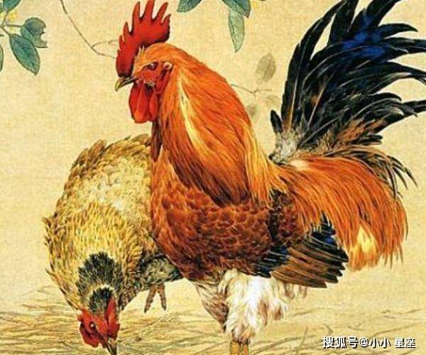 生肖虎和什么生肖最搭配_虎配对生肖_12生肖排序婚配虎相配